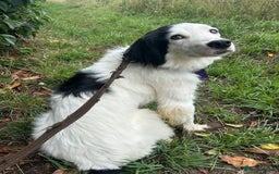 Mixed Breed dogs for adoption: Spotty - Norwich Norfolk  - Image 6