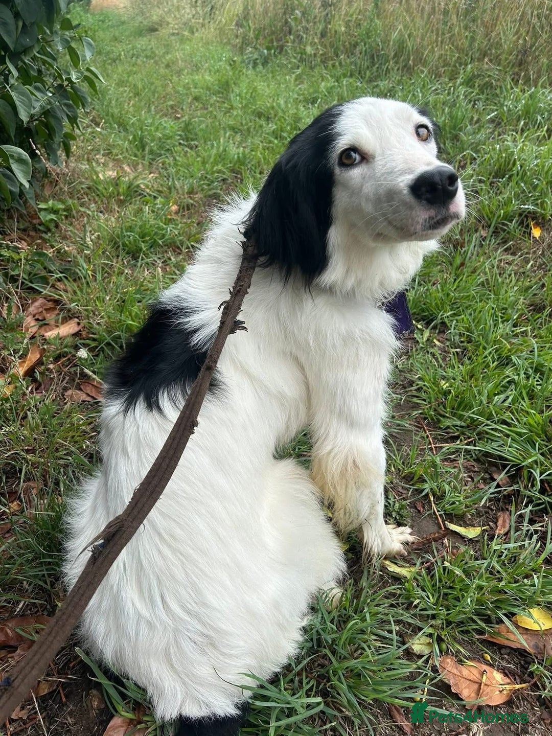 Mixed Breed dogs for adoption: Spotty - Norwich Norfolk  - Image 6