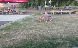 Mixed Breed dogs for sale: Female American pocket bully - Image 2