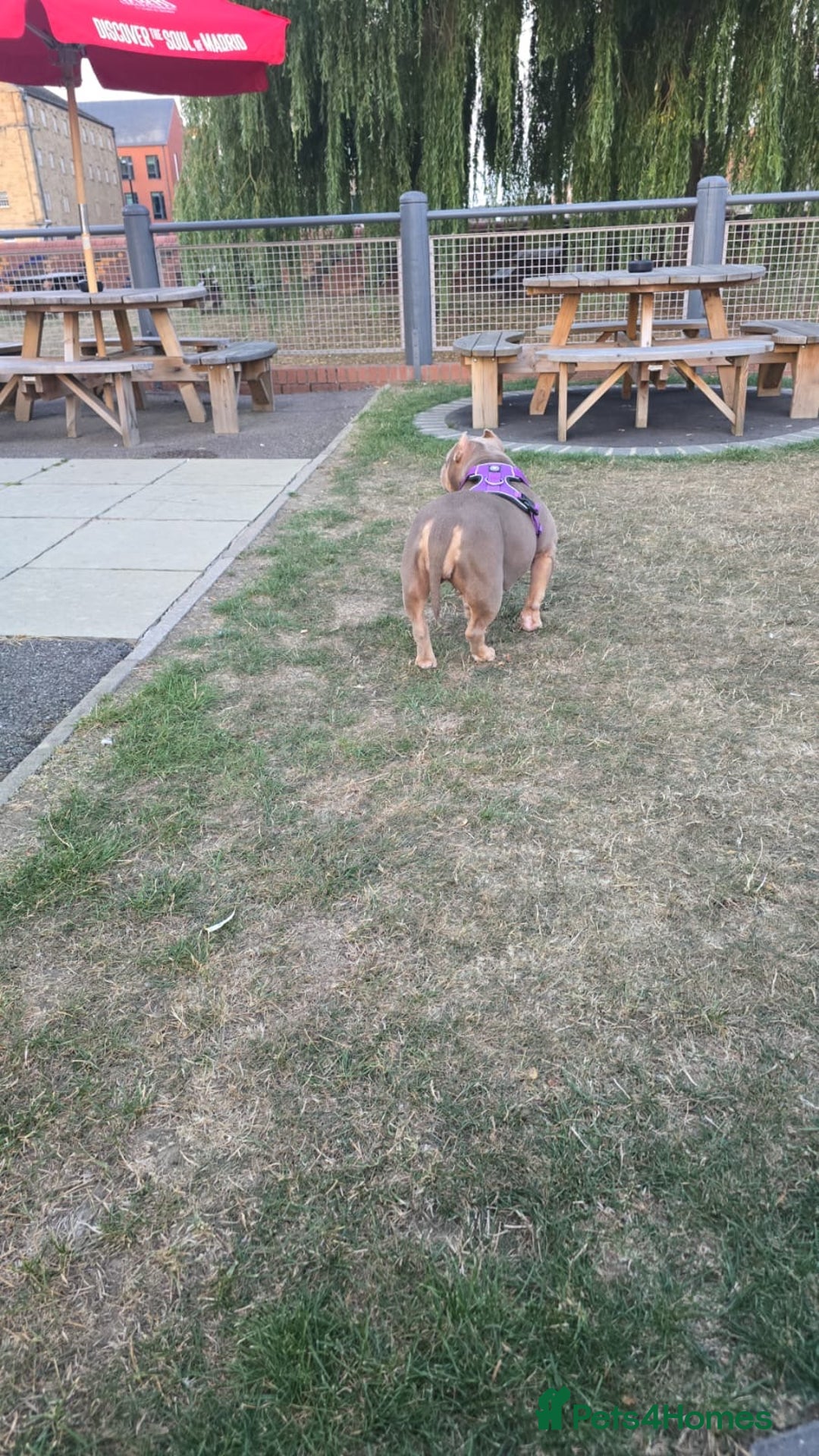 Mixed Breed dogs for sale: Female American pocket bully - Image 2