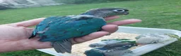 Conures birds for sale: Hand reared tame conure and kakarikis  - Advert 4