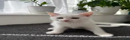 Turkish Angora cats for sale: Beautiful kitten ready for new home  - Advert 3