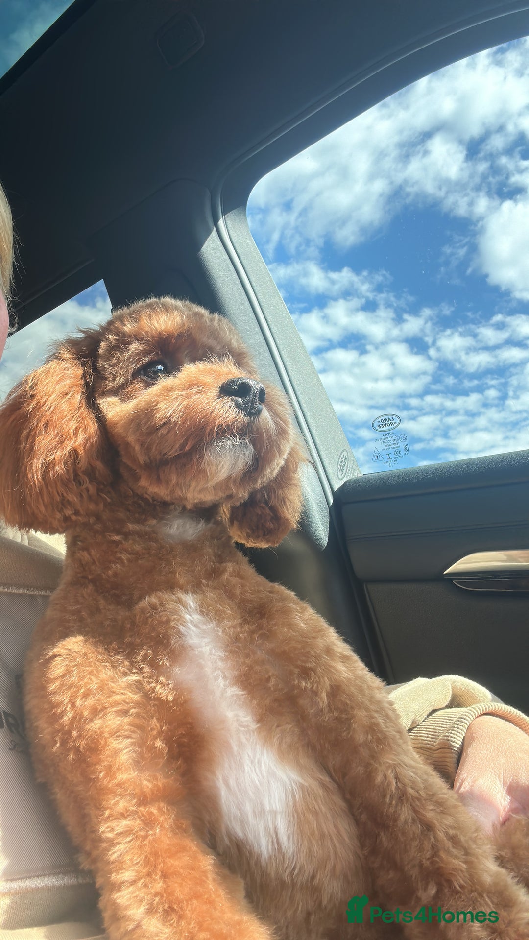 Cavapoo dogs for sale: Mini Cavapoo fox red - Image 1