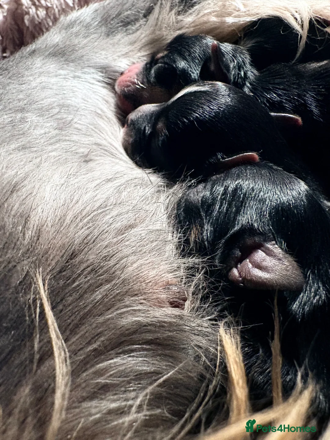 Yorkshire Terrier dogs for sale: Luxury Tiny Yorkie Puppies ✨ - Advert 2