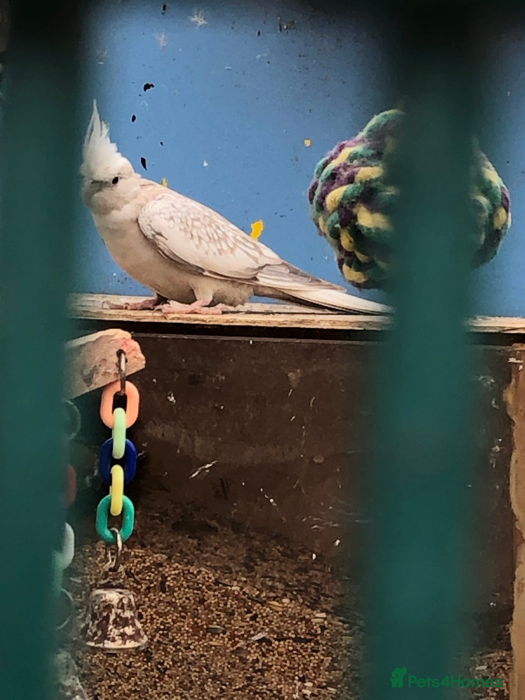 Cockatiels birds for sale: Cockatiels - Image 2