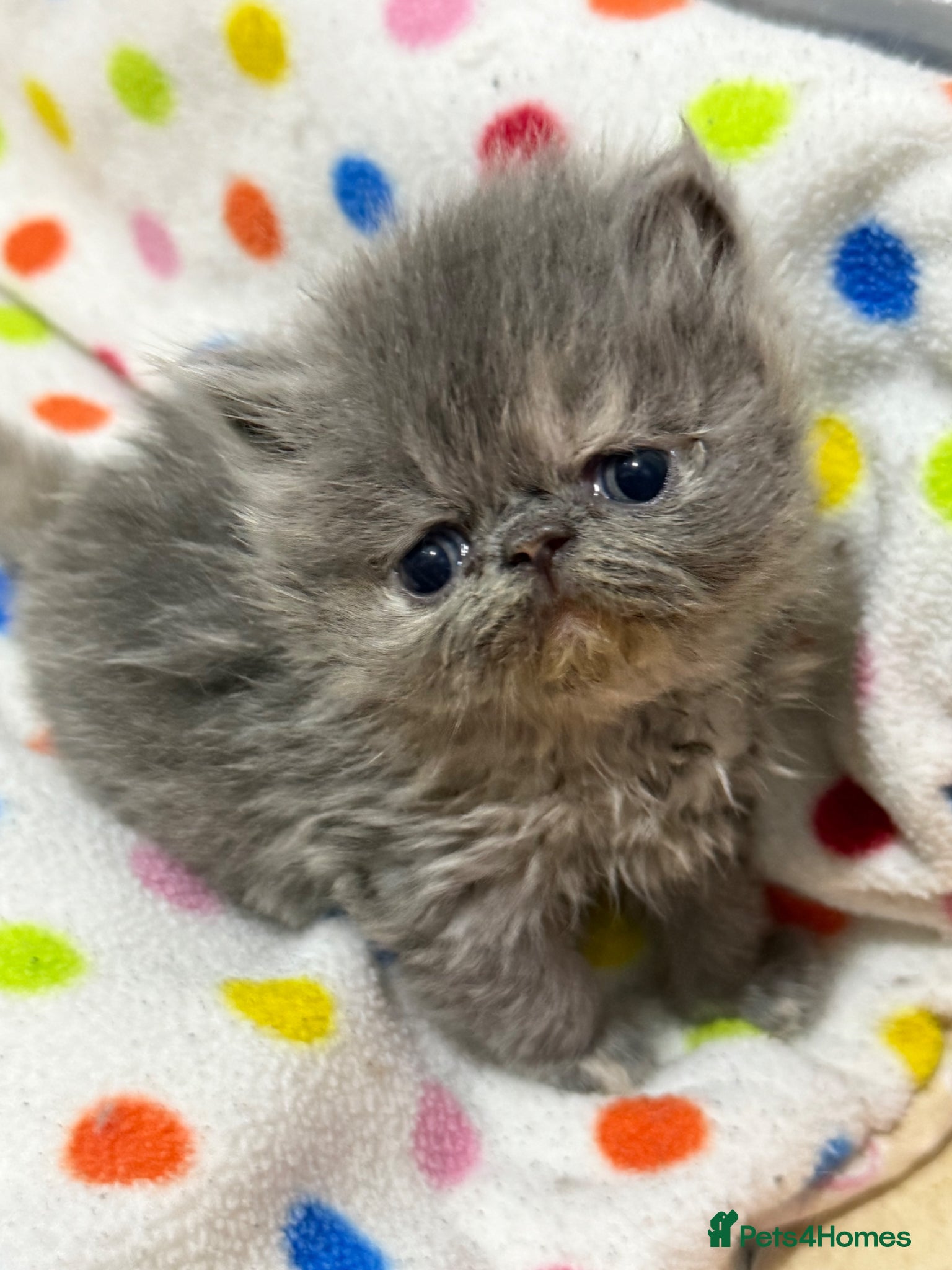 Persian cats GCCF registered Persian kittens  - Advert 2