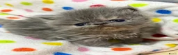 Persian cats for sale: GCCF registered Persian kittens  - Advert 1