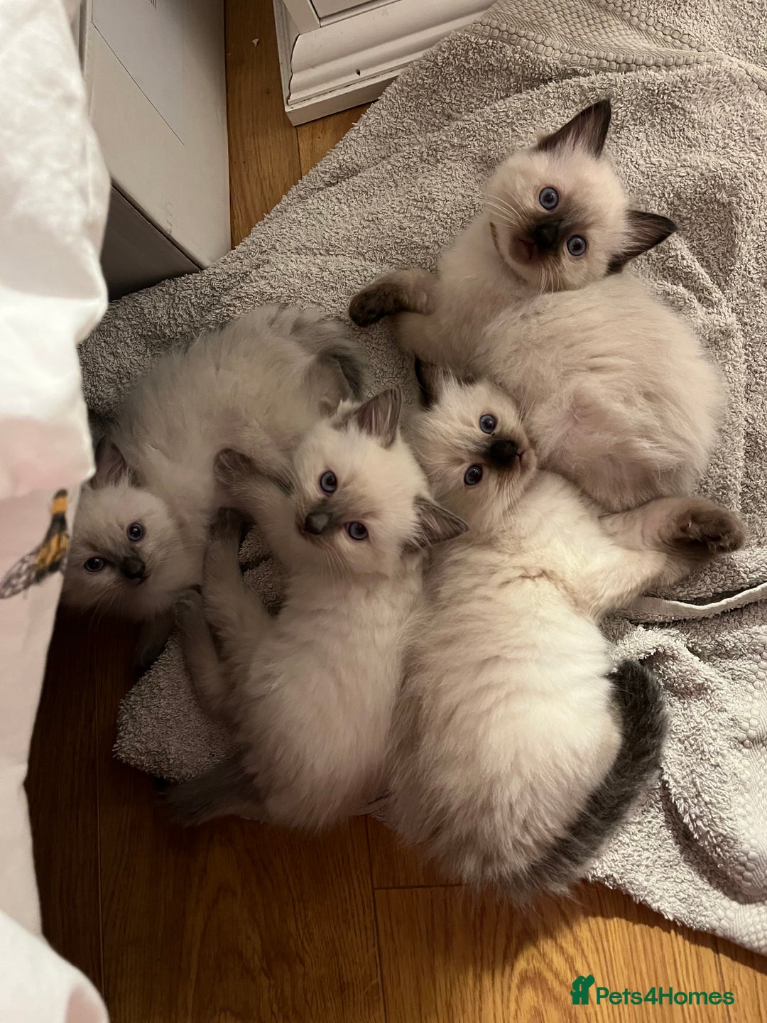 Ragdoll cats for sale: Ragdoll kittens  - Image 2