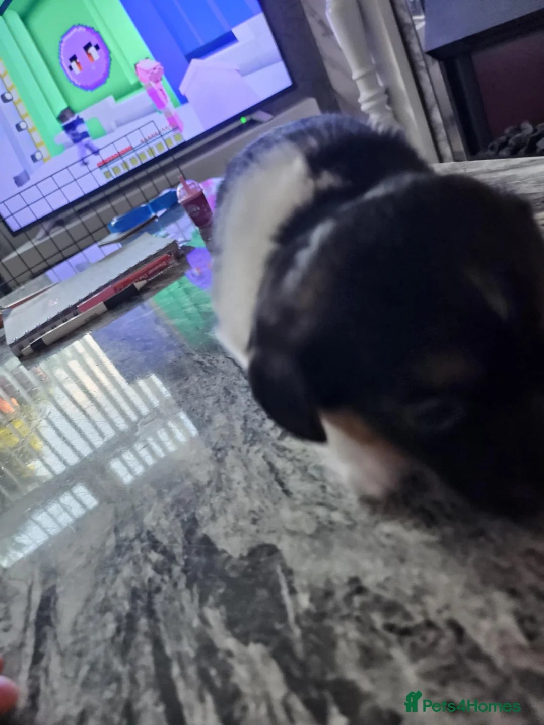 Jack Russell dogs for sale: Full pedigree jack russle pups  - Advert 16