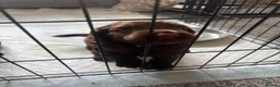 Cocker Spaniel dogs for sale: Gorgeous Cocker Spaniel puppy - Advert 1
