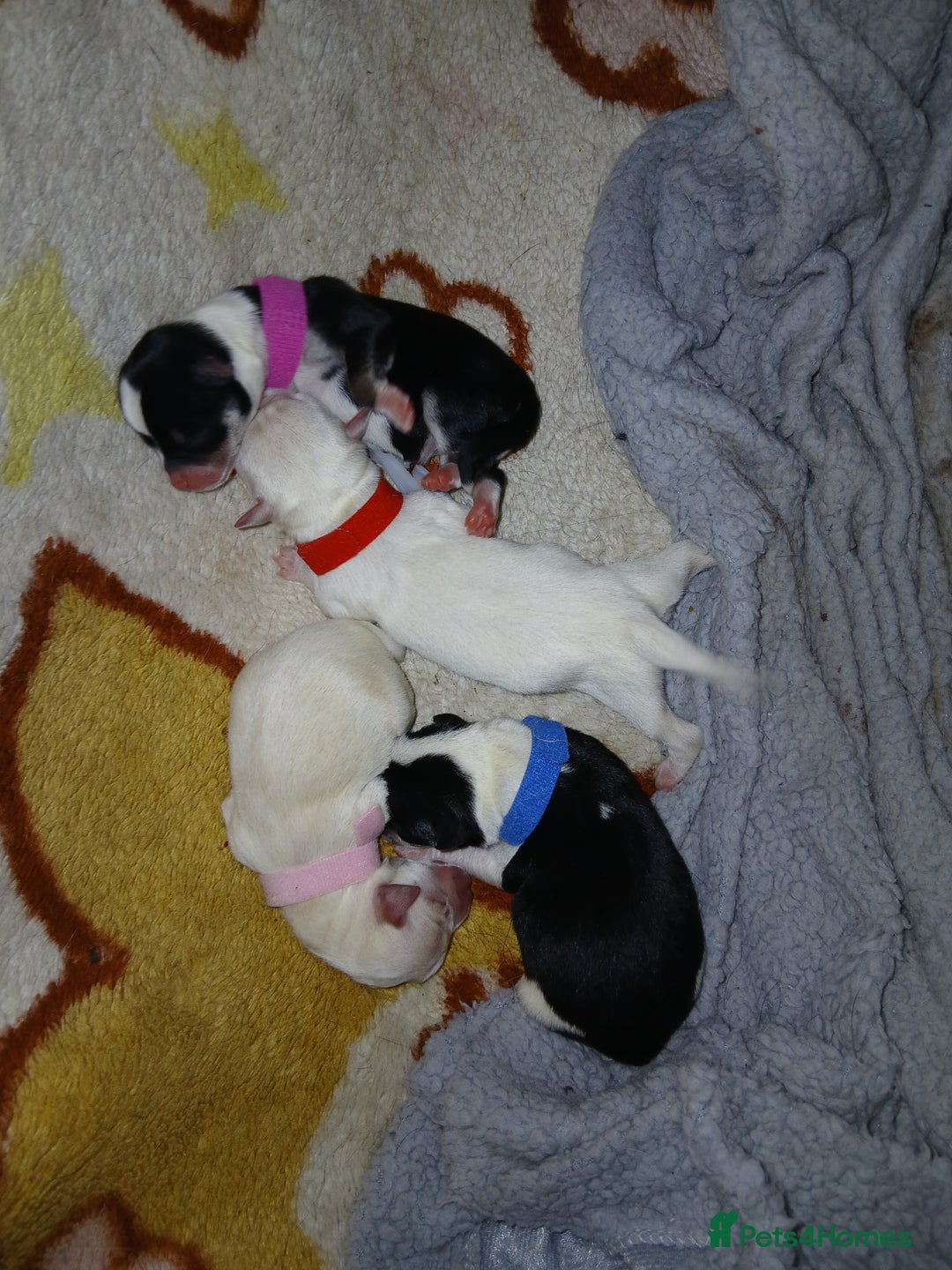 Chihuahua dogs for sale: Chihuahua puppys - Advert 3