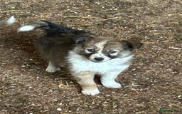 Border Collie dogs for sale: A beautiful mixed litter of border collies  - Image 10