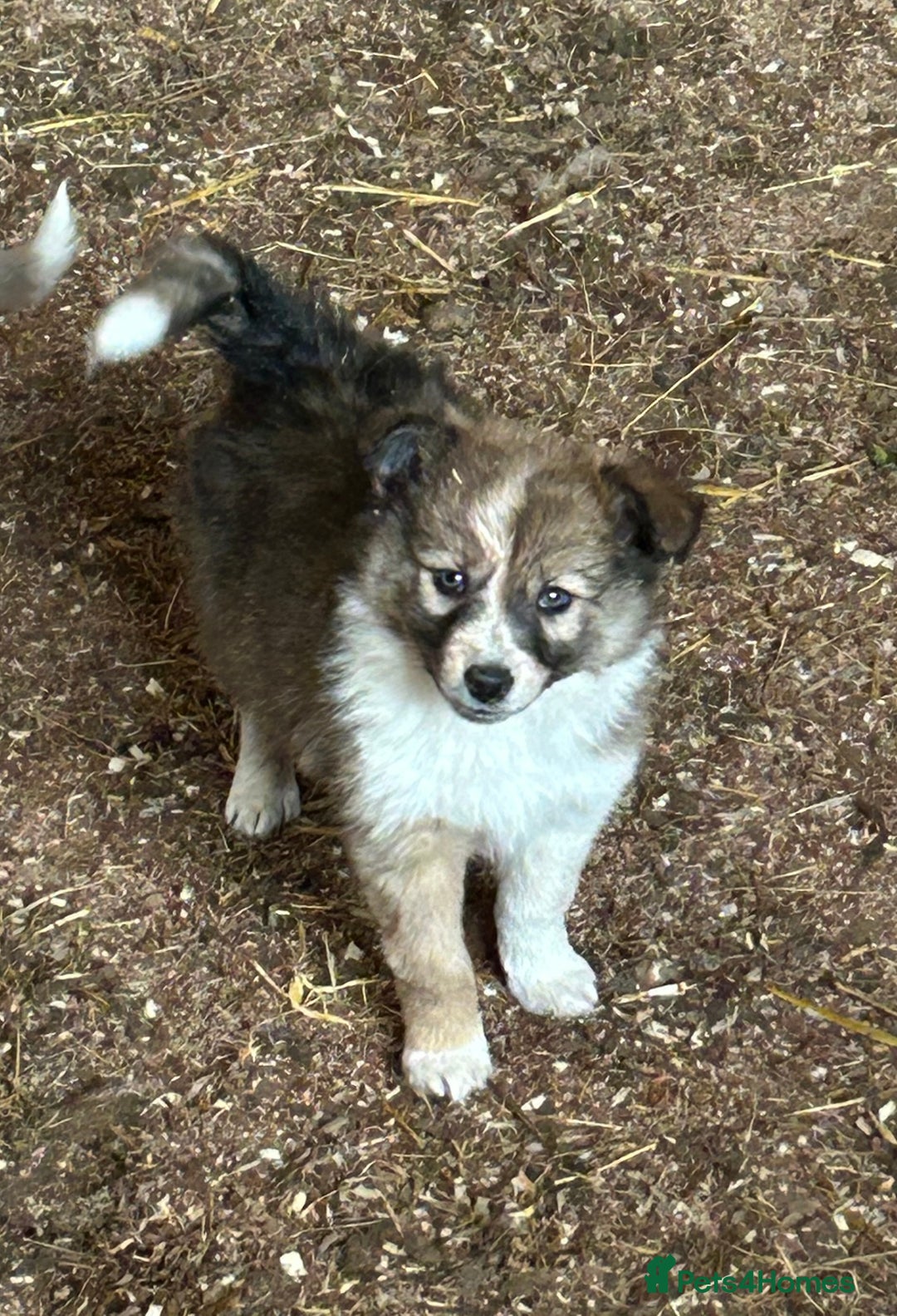 Border Collie dogs for sale: A beautiful mixed litter of border collies  - Image 10
