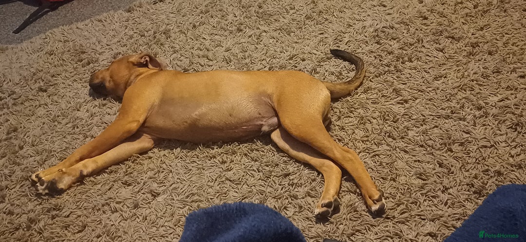 Mixed Breed dogs for sale: Fido the family dog - Image 3