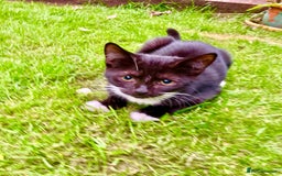 British Shorthair cats for sale: Loving kittens looking for a loving home - Image 16