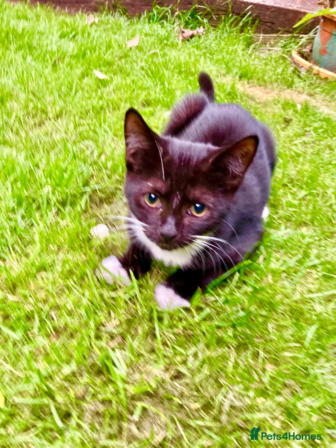 British Shorthair cats for sale: Loving kittens looking for a loving home - Image 16