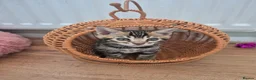 Bengal cats for sale: TICA Registered Bengal Kittens – Ready to Reserve - Advert 34