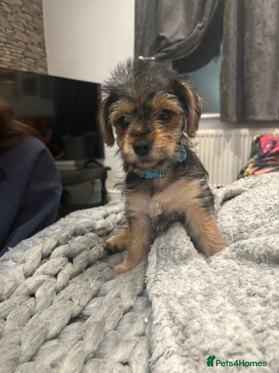 Mixed Breed dogs Cupid - Advert 3