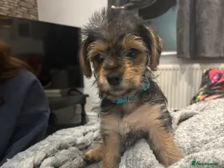 Mixed Breed dogs Cupid - Advert 1