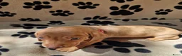 Miniature Dachshund dogs for sale: Miniature dachshund puppies in Willenhall - Advert 6