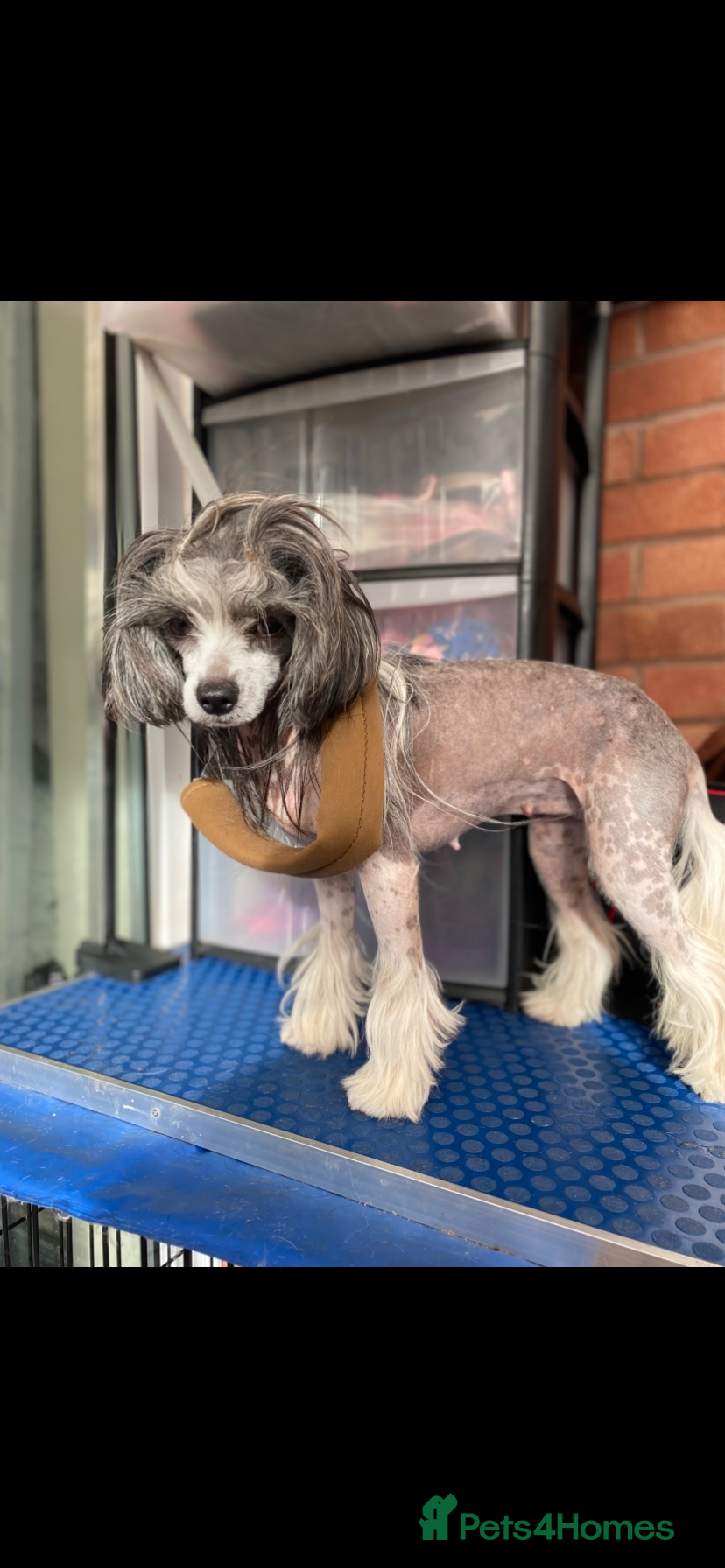 Chinese Crested dogs 💖Hairless Chinese crested 💖 - Advert 1