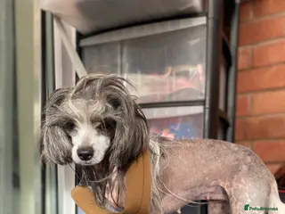 Chinese Crested dogs 💖Hairless Chinese crested 💖 - Advert 1