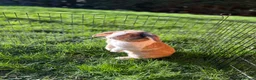 French Lop rabbits for sale: 2 male lops free to a good home - Advert 1