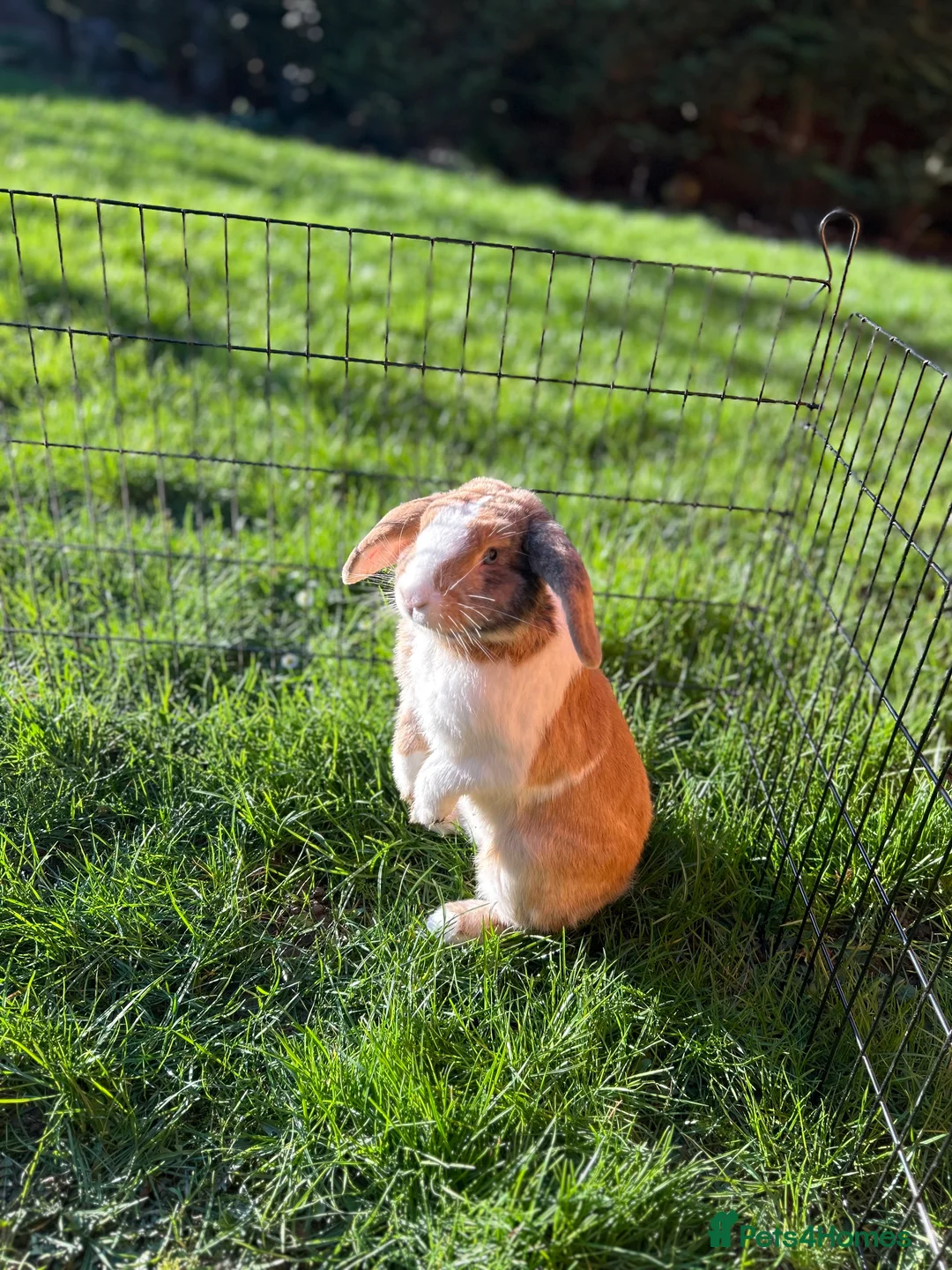 French Lop rabbits for sale: 2 male lops free to a good home - Advert 1