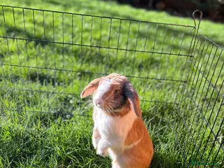 French Lop rabbits 2 male lops free to a good home - Advert 2