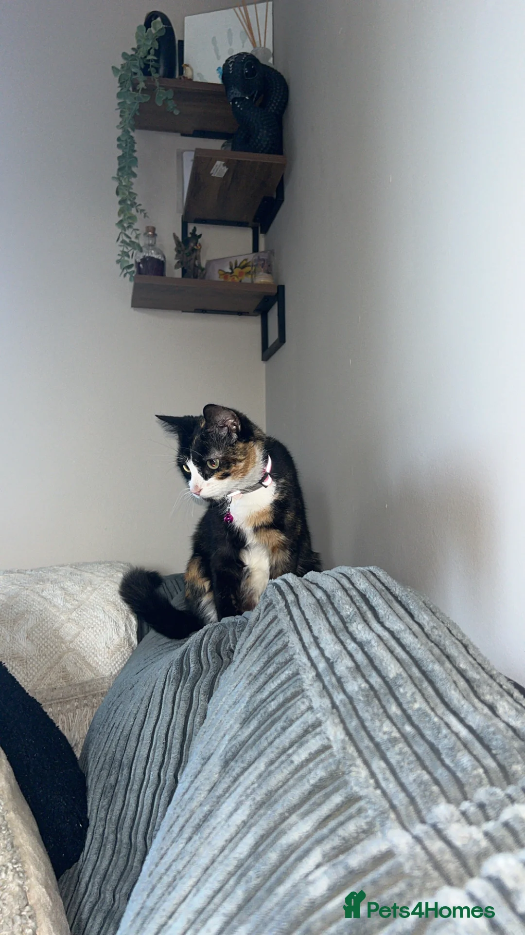 Domestic Shorthair cats for sale: Beautiful Calico Cat–1 Year Old–Loving Home Needed - Advert 2