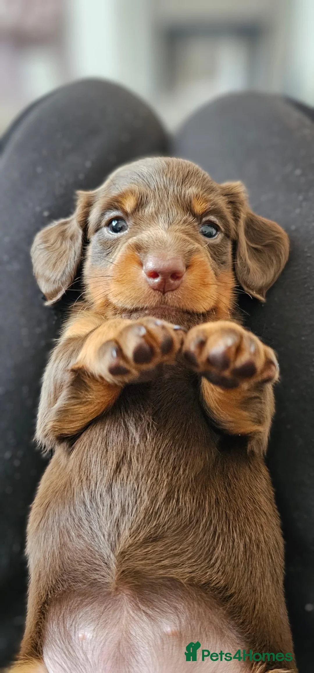 Miniature Dachshund dogs for stud: Proven Stud Black & Tan Miniature Dachshund Stud in Durham - Advert 16