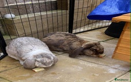French Lop rabbits for sale: Bonded French Lops  - Image 3