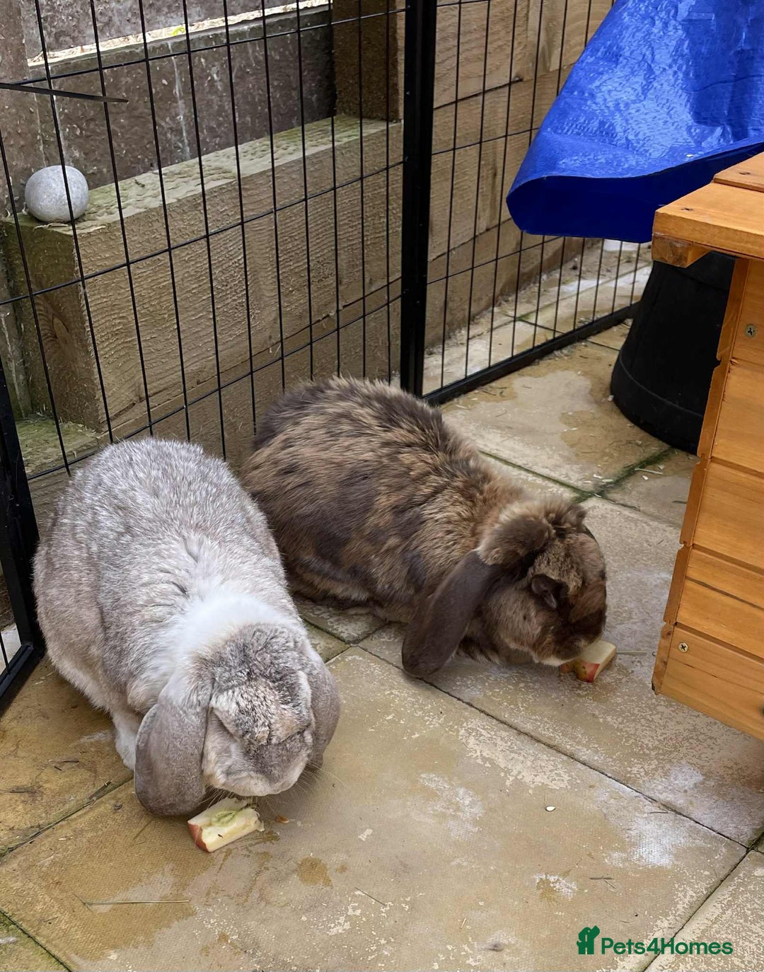 French Lop rabbits for sale: Bonded French Lops  - Image 3