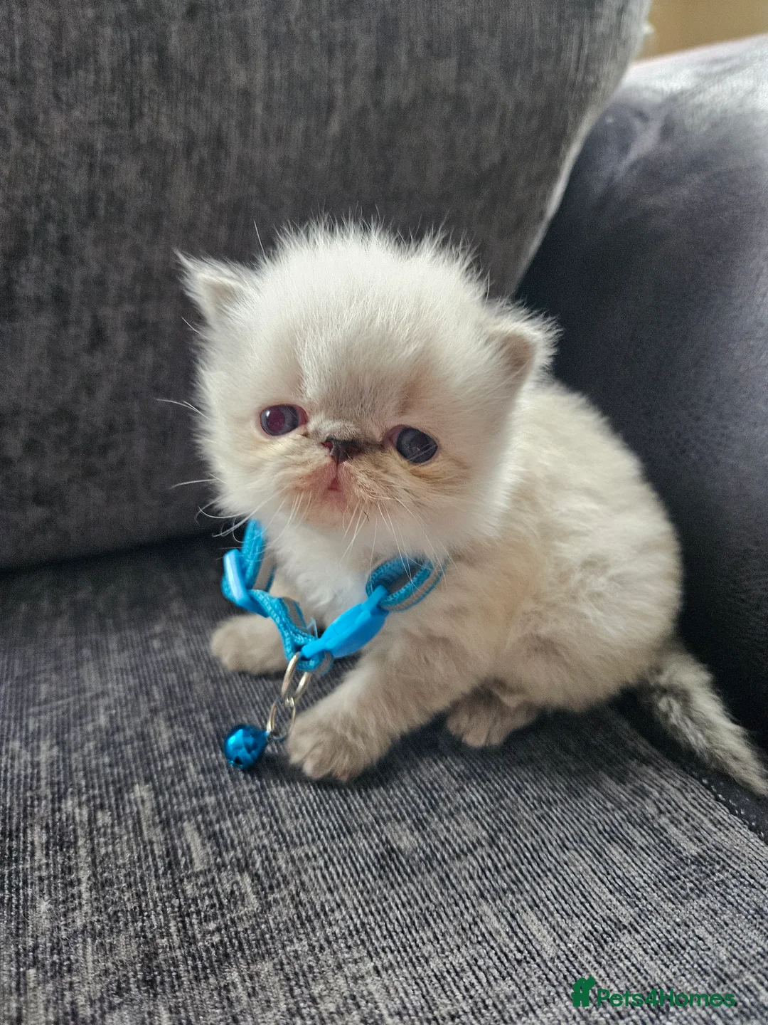 Persian cats for sale: 😻Stunning Pedigree Persian Kittens 😻 - Advert 2