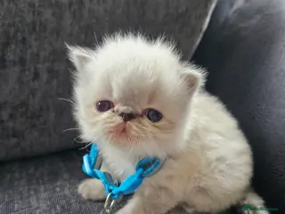 Persian cats 😻Stunning Pedigree Persian Kittens 😻 - Advert 2