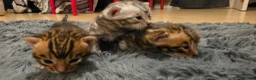 Bengal cats for sale: Full pedigree babies - Advert 11
