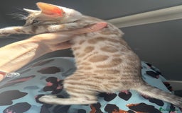 Bengal cats for sale: 🔥🏆OUTSTANDING SHOW BENGALS… READY 26th AUGUST💯 - Image 5
