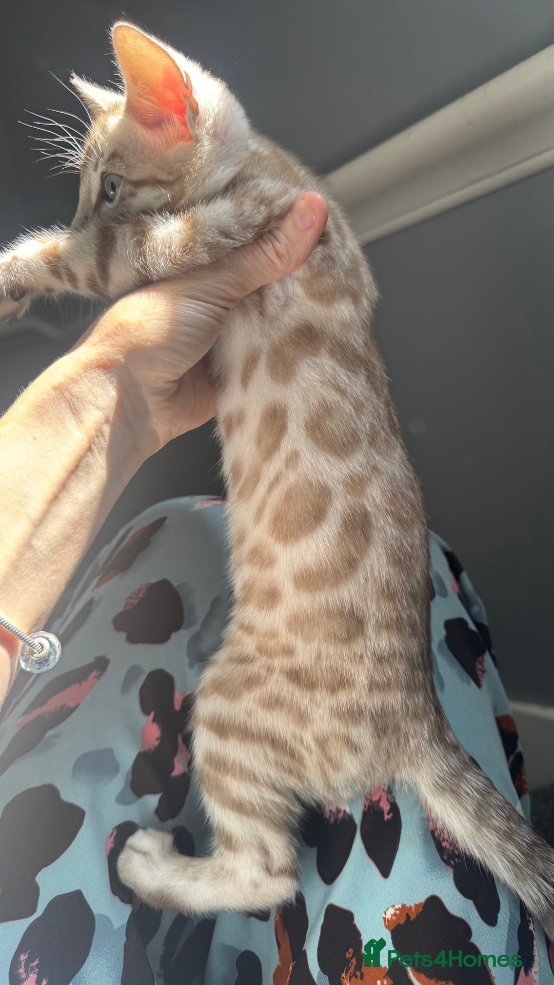 Bengal cats for sale: 🔥🏆OUTSTANDING SHOW BENGALS… READY 26th AUGUST💯 - Image 5