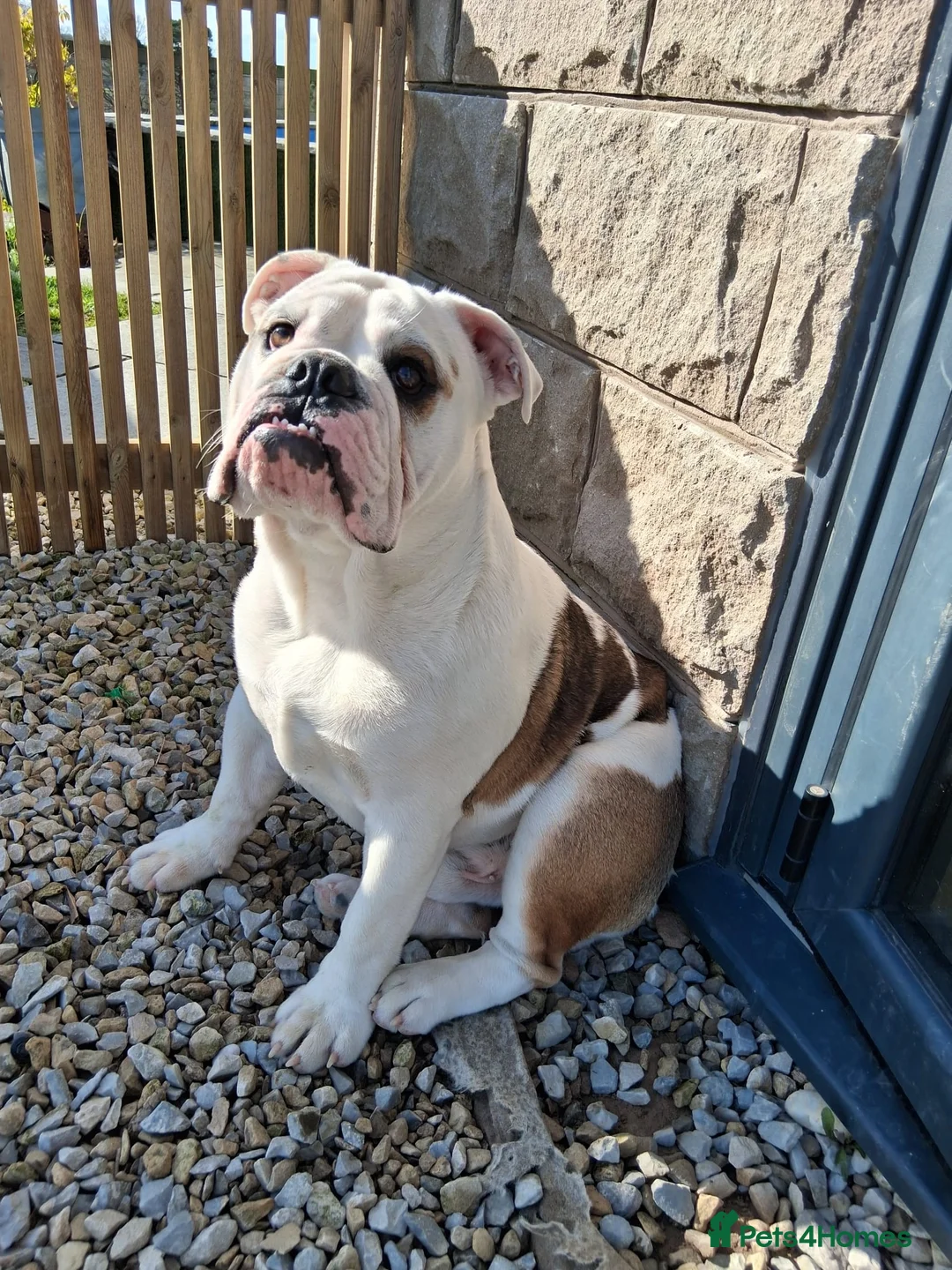 English Bulldog dogs for sale: English Bulldog  in Fareham - Advert 1