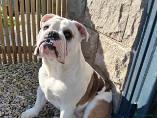 English Bulldog dogs English Bulldog in Fareham - Advert 1