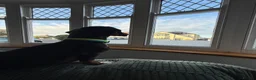 Dachshund dogs for sale: Male Dachshund Rehoming  - Advert 5