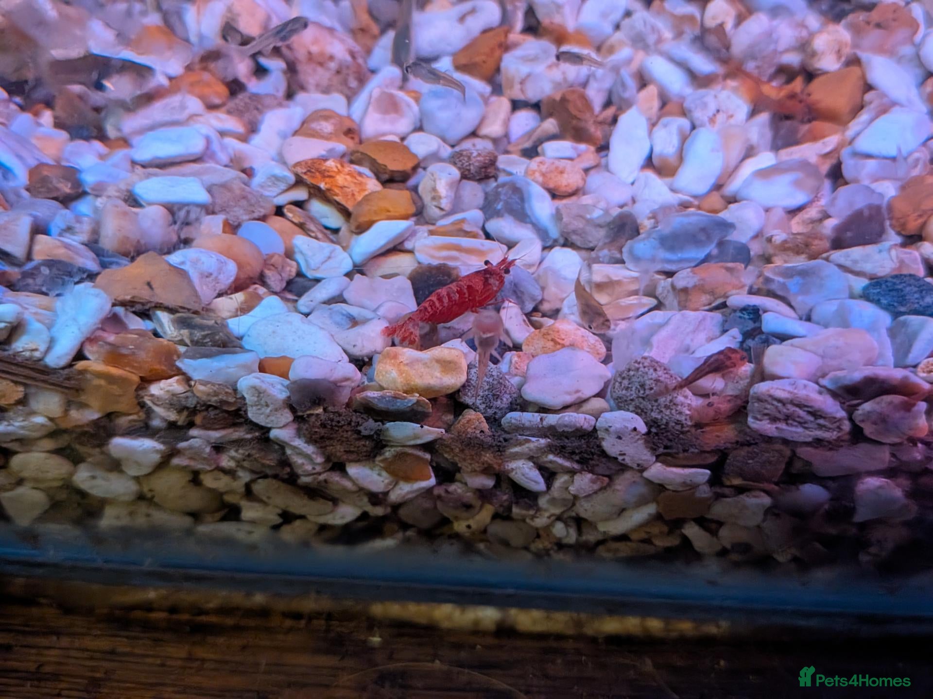 Shrimps fish Young Red cherry shrimp  - Advert 2