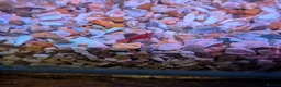 Shrimps fish for sale: Young Red cherry shrimp  - Advert 1