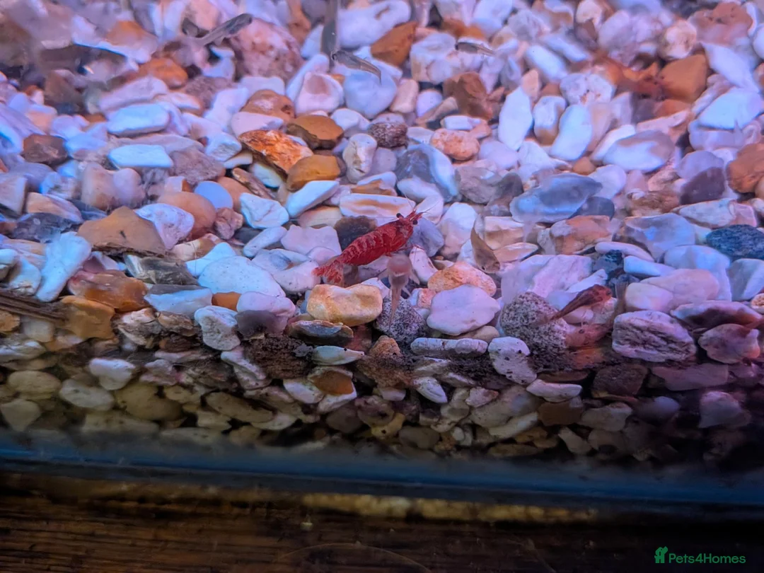 Shrimps fish for sale: Young Red cherry shrimp  - Advert 1