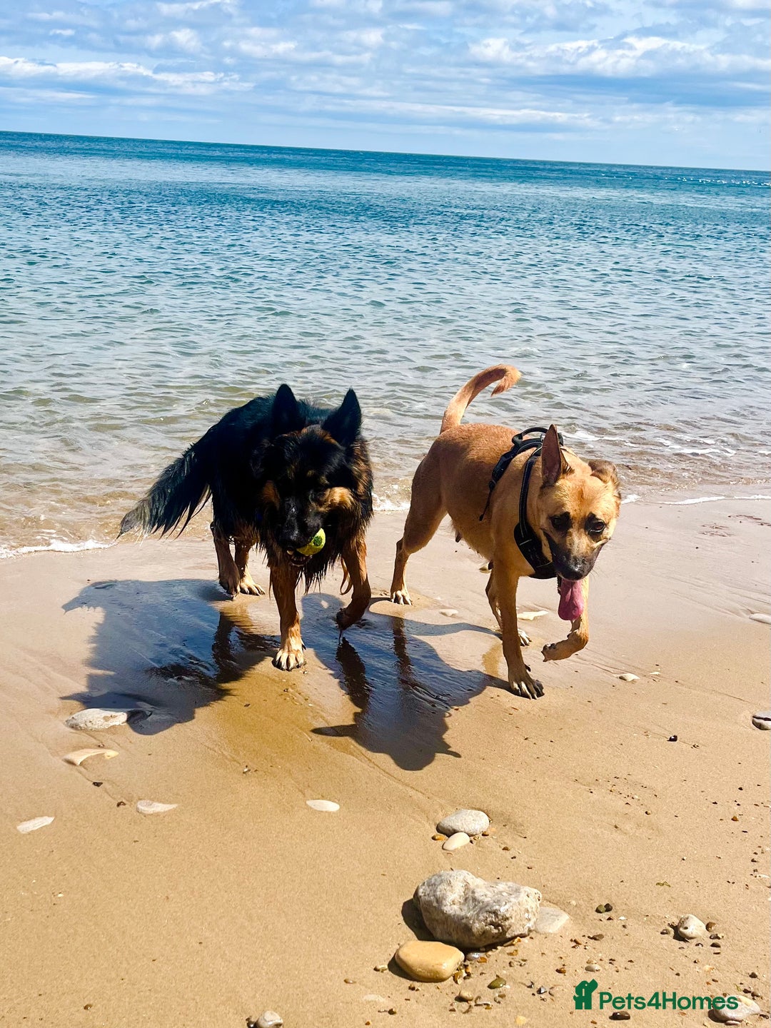 German Shepherd dogs for sale: 11 Beautiful German Shepherd Puppies 😍 - Image 2