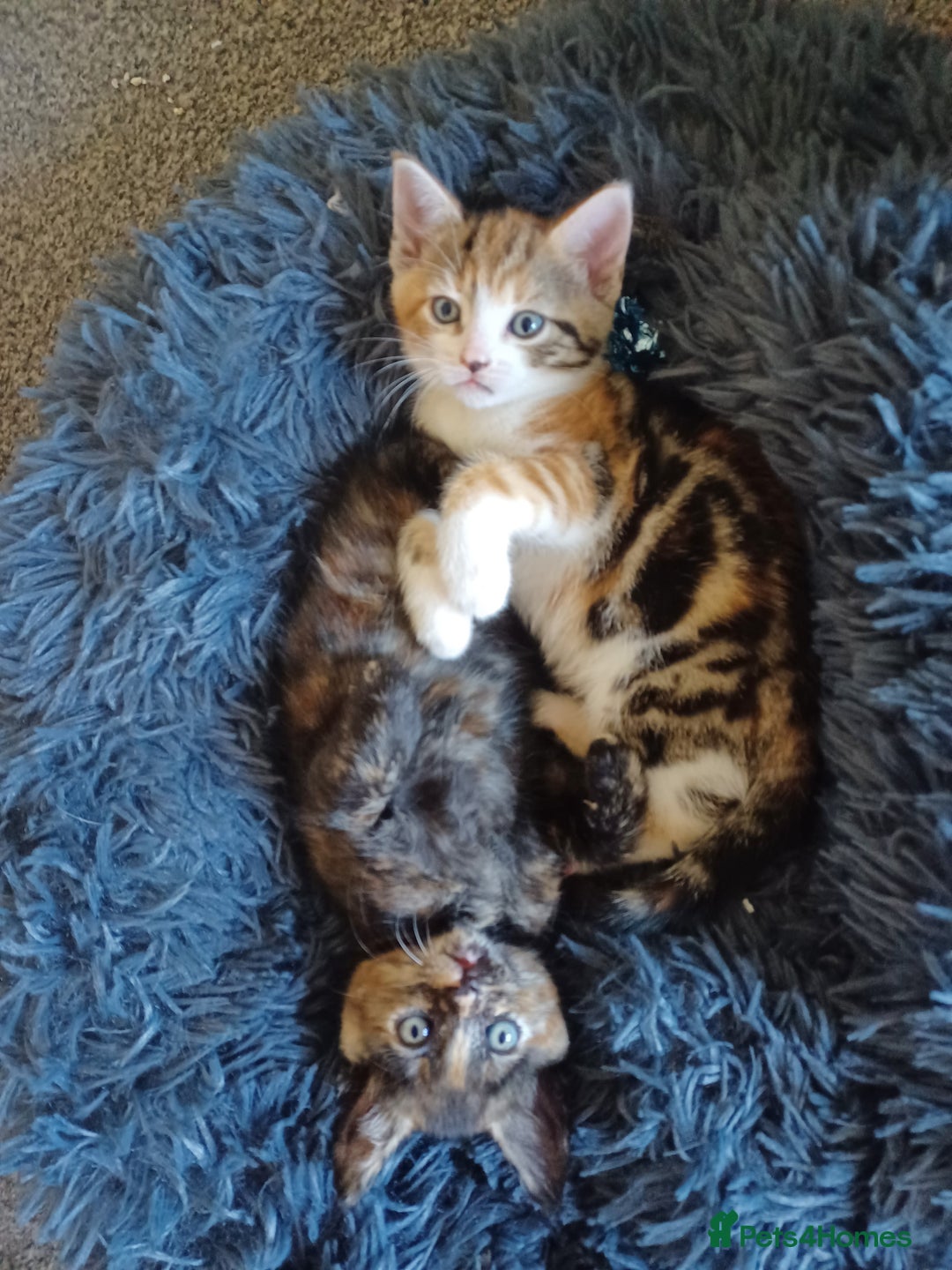 Domestic Shorthair cats for sale: Stunning kittens for sale - Image 17