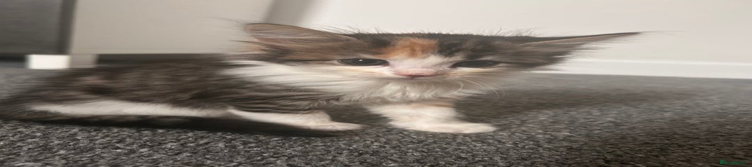 Mixed Breed Kitten 4