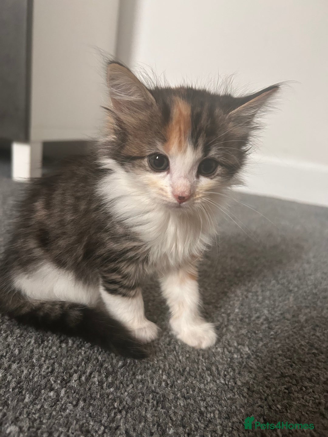 Mixed Breed cats for sale: 6 beautiful Mixed breed kittens  - Image 5