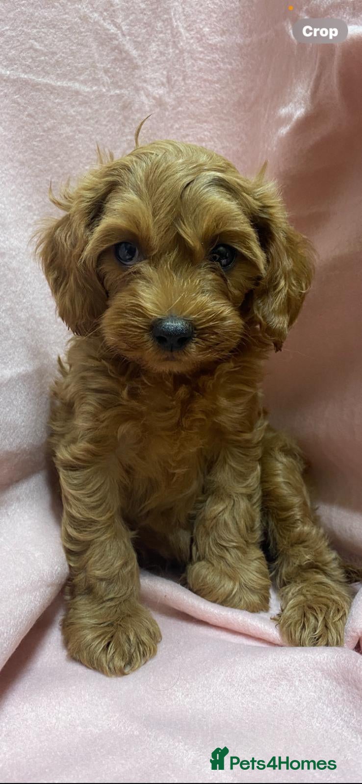 Cavapoo dogs Beautiful, Stunning litter of F1 Toy Cavapoos - Advert 2