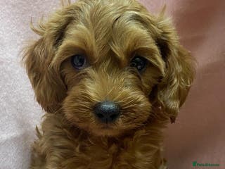 Cavapoo dogs Beautiful, Stunning litter of F1 Toy Cavapoos - Advert 2